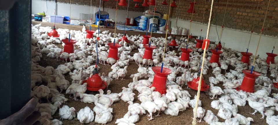 Broiler Farm