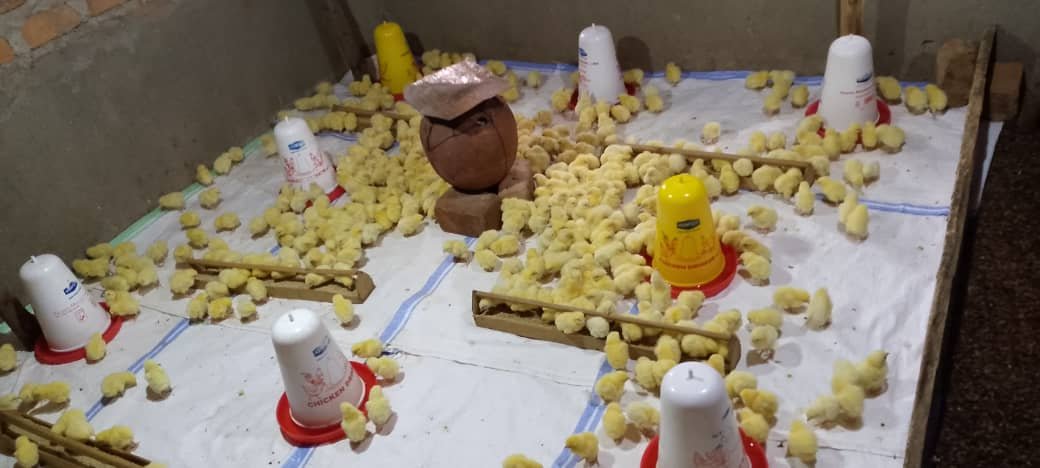 Day-old Chicks
